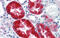 EYA Transcriptional Coactivator And Phosphatase 1 antibody, ARP32434_P050, Aviva Systems Biology, Immunohistochemistry frozen image 