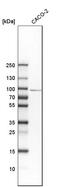 SMCR8-C9orf72 Complex Subunit antibody, HPA021557, Atlas Antibodies, Western Blot image 