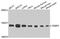 FKBP Prolyl Isomerase 2 antibody, A10654, Boster Biological Technology, Western Blot image 