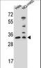 Endonuclease III-like protein 1 antibody, LS-C163033, Lifespan Biosciences, Western Blot image 
