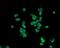 ATP synthase subunit d, mitochondrial antibody, PB9328, Boster Biological Technology, Immunofluorescence image 