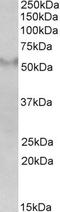 Fibronectin Type III And SPRY Domain Containing 1 antibody, EB07109, Everest Biotech, Western Blot image 