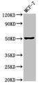 GFAP antibody, orb401180, Biorbyt, Western Blot image 