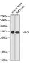 MyoD Family Inhibitor antibody, 15-162, ProSci, Western Blot image 