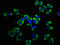 Limbic System Associated Membrane Protein antibody, LS-C670600, Lifespan Biosciences, Immunofluorescence image 