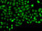 Programmed Cell Death 5 antibody, STJ29437, St John