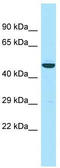 Apolipoprotein L3 antibody, TA331372, Origene, Western Blot image 