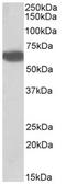Biotinidase antibody, AP32132PU-N, Origene, Western Blot image 