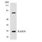 RAB20, Member RAS Oncogene Family antibody, LS-C200550, Lifespan Biosciences, Western Blot image 