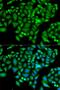 Ankyrin repeat domain-containing protein 1 antibody, orb247295, Biorbyt, Immunofluorescence image 