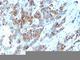 Mucin 1, Cell Surface Associated antibody, V9048-100UG, NSJ Bioreagents, Flow Cytometry image 