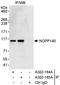 Nucleolar And Coiled-Body Phosphoprotein 1 antibody, A302-184A, Bethyl Labs, Immunoprecipitation image 