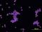 EPH Receptor B3 antibody, AF432, R&D Systems, Immunofluorescence image 