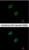 GA Binding Protein Transcription Factor Subunit Beta 1 antibody, NBP1-33690, Novus Biologicals, Immunofluorescence image 