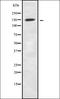 Neurexin-1 antibody, orb378343, Biorbyt, Western Blot image 