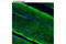 Ryanodine Receptor 1 antibody, 8153S, Cell Signaling Technology, Immunofluorescence image 