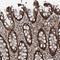 Zinc Finger Protein 570 antibody, HPA028881, Atlas Antibodies, Immunohistochemistry frozen image 