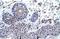 Zinc Finger Protein 660 antibody, A16418, Boster Biological Technology, Immunohistochemistry frozen image 