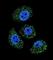 Myosin Binding Protein H Like antibody, abx026464, Abbexa, Western Blot image 