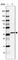 Chromosome 2 Open Reading Frame 72 antibody, HPA044962, Atlas Antibodies, Western Blot image 