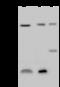 60 kDa SS-A/Ro ribonucleoprotein antibody, 105158-T32, Sino Biological, Western Blot image 
