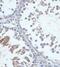 Follicle Stimulating Hormone Receptor antibody, FNab03231, FineTest, Immunohistochemistry paraffin image 