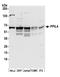 Peptidylprolyl Isomerase Like 4 antibody, A304-964A, Bethyl Labs, Western Blot image 