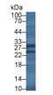 Granzyme K antibody, MBS2027859, MyBioSource, Western Blot image 