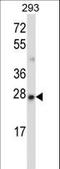 Methyl-CpG Binding Domain Protein 3 antibody, LS-C164055, Lifespan Biosciences, Western Blot image 