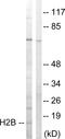 Histone H2B antibody, LS-C117807, Lifespan Biosciences, Western Blot image 