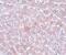Arginine And Serine Rich Coiled-Coil 1 antibody, PA5-20899, Invitrogen Antibodies, Immunohistochemistry frozen image 