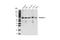Fermitin family homolog 3 antibody, 10459S, Cell Signaling Technology, Western Blot image 