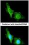 Cyclic nucleotide-gated olfactory channel antibody, PA5-22235, Invitrogen Antibodies, Immunofluorescence image 