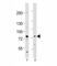 Maternal Embryonic Leucine Zipper Kinase antibody, F53274-0.4ML, NSJ Bioreagents, Western Blot image 