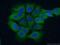 Chromosome 11 Open Reading Frame 42 antibody, 20919-1-AP, Proteintech Group, Immunofluorescence image 