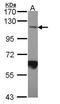 Importin 7 antibody, GTX106408, GeneTex, Western Blot image 