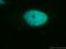 Cyclin-H antibody, 10718-1-AP, Proteintech Group, Immunofluorescence image 