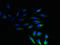 Neurensin-1 antibody, LS-C399838, Lifespan Biosciences, Immunofluorescence image 
