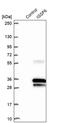 Immunoglobulin Superfamily Member 6 antibody, PA5-59417, Invitrogen Antibodies, Western Blot image 