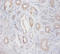 Zinc Finger Protein 91 antibody, A53496-100, Epigentek, Immunohistochemistry paraffin image 