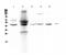 Neutrophil Cytosolic Factor 1 antibody, A01586-1, Boster Biological Technology, Western Blot image 