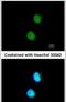 LSM4 Homolog, U6 Small Nuclear RNA And MRNA Degradation Associated antibody, PA5-31011, Invitrogen Antibodies, Immunofluorescence image 