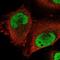 POC5 Centriolar Protein antibody, NBP2-76534, Novus Biologicals, Immunofluorescence image 