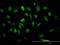 Eukaryotic Translation Elongation Factor 1 Epsilon 1 antibody, H00009521-B01P, Novus Biologicals, Immunocytochemistry image 