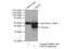 CAMP Responsive Element Modulator antibody, 12131-1-AP, Proteintech Group, Immunoprecipitation image 
