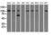Sialic Acid Binding Ig Like Lectin 9 antibody, LS-B11017, Lifespan Biosciences, Western Blot image 