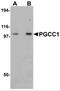Family With Sequence Similarity 120B antibody, 5309, ProSci, Western Blot image 