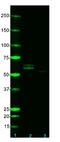 2N Tau antibody, 816803, BioLegend, Western Blot image 