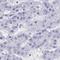 Zinc Finger Protein 850 antibody, NBP2-34185, Novus Biologicals, Immunohistochemistry frozen image 