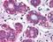 Neuroepithelial Cell Transforming 1 antibody, orb19257, Biorbyt, Immunohistochemistry paraffin image 